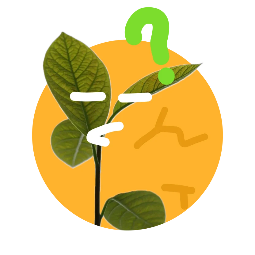 Plantiemoji product